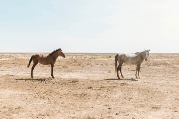 wild horses in uzbekistan