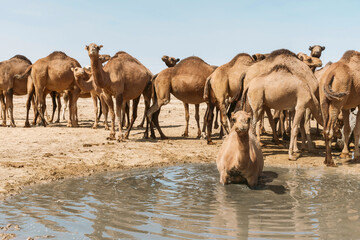 Camels in Karakalpakstan, Uzbekistan