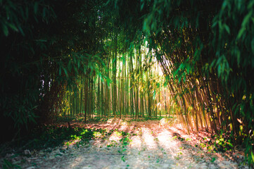 Sunset in a forest bamboo