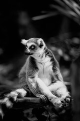 ring lemur sitting black and white