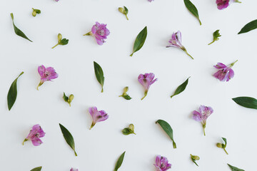 Beautiful flowers pattern on white background. Minimalist floral concept. Creative still life summer, spring background