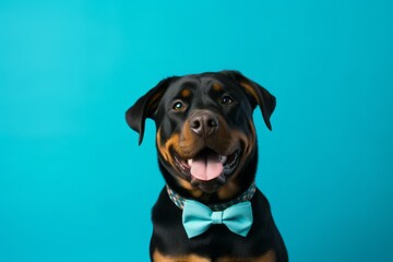 Medium shot portrait photography of a smiling rottweiler wearing a cute bow tie against a teal blue background. With generative AI technology