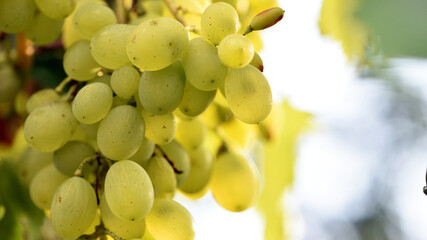Close up of grapes hanging on branch. Hanging grapes. Grape farming. Grapes farm. Tasty green grape...