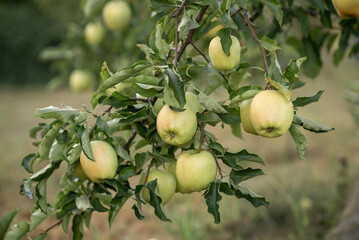 apples on a branch in the garden 