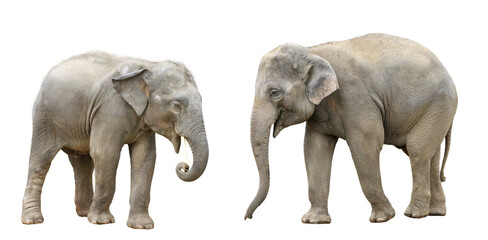 Obraz premium アジアゾウ 2頭