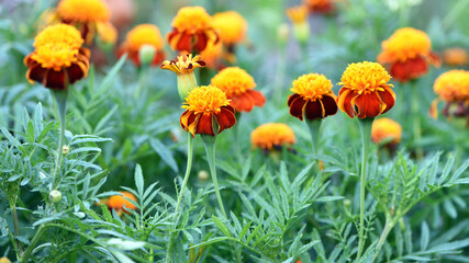 orange beautiful flowers marigolds close-up. Close up of beautiful flower pattern of marigold in...