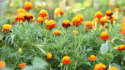 orange beautiful flowers marigolds close-up. Close up of beautiful flower pattern of marigold in the garden. Marigolds erect, Mexican, Aztec or African marigold