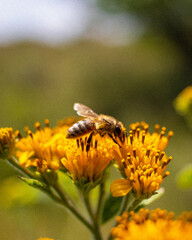 bee on flower