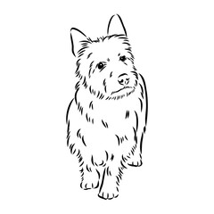 Decorative outline portrait of Dog Australian Terrier, vector