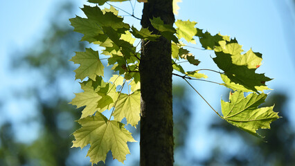 Acer. maple. Young green leaves on a tree branch under the rays of the spring sun. branch with young green leaves. tree leaves in the sun. spring morning, season. nature, close-up. background