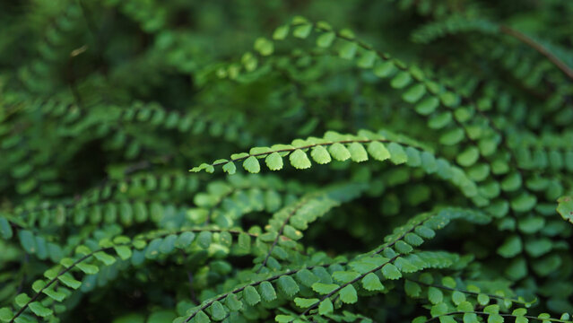 Asplenium trichomanes en gros plan

