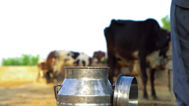 Farmer pours milk into can at sunset, in the background of a meadow with a cow