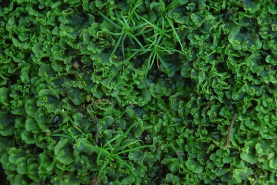 lunularia cruciata en gros plan
