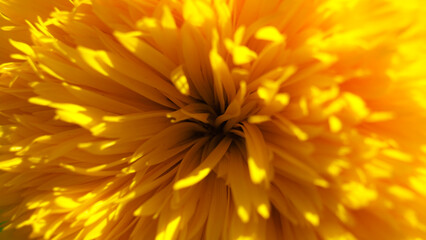 fleur jaune fond bannière