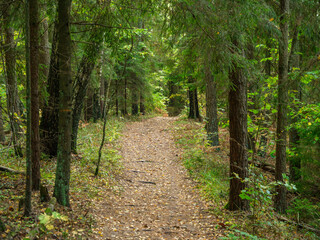Fototapeta premium golden autumn hiking nature trail