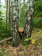 golden autumn hiking nature trail