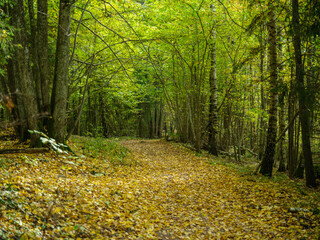 golden autumn hiking nature trail