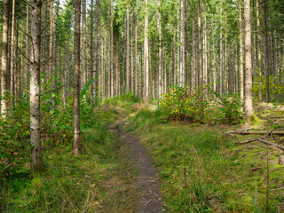 Fototapeta premium golden autumn hiking nature trail