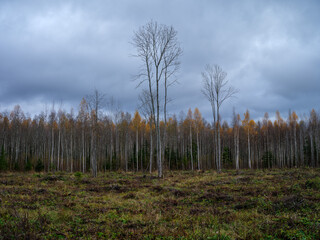 moody naked autumn fields in countryside
