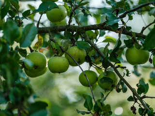apple tree with apples in autumn ready to harvest