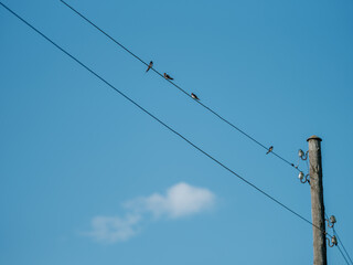 flock of birds flying to south leaving for winter