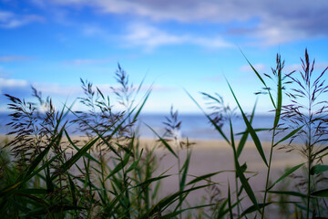 baltic sea side beach in sunny summer day