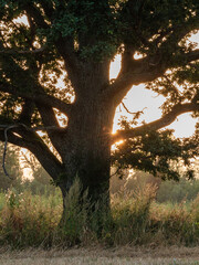 large old oak tree in creamy dust sunset