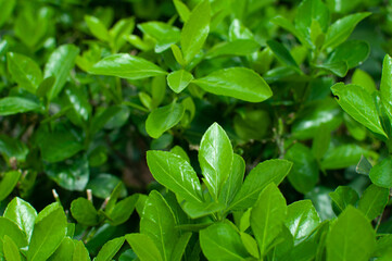 green leaves background