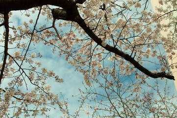 spring cherry blossom with blue sky