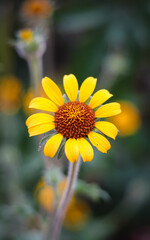 yellow daisy flower