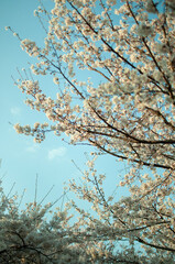 Fototapeta premium blossom in spring