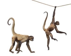 ジェフロイクモザル