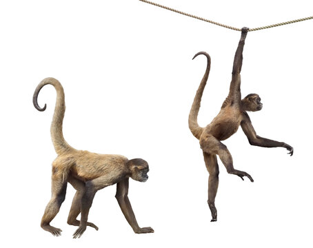 ジェフロイクモザル