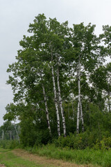 Fototapeta premium White birch (Betula papyrifera) trees in Manitoba, Canada. 