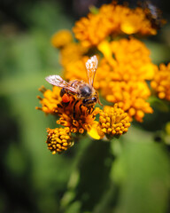 bee on flower