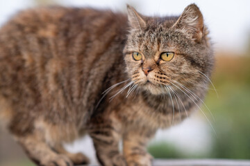 A beautiful gray cat in close-up lies and rests on a table in nature. The cat then looks into the camera then sleeps.