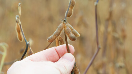 Glycine max. soy in hand. elite soybeans in the farmer's hand, holding his fingers. full pods of soybeans. autumn season. harvesting, autumn harvest, close-up, macro photo