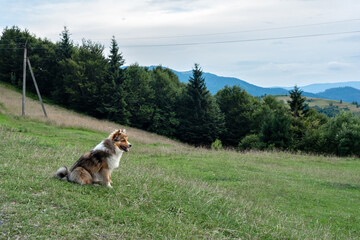 Australian Shepherd dog sitting on a green hill grass, needle forest, sky and mountain landscape on background. Carpathian mountains, Ukraine country