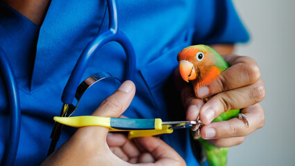 Exotic veterinarian trim parrot love bird nails - Tropical companion animals - obrazy, fototapety, plakaty