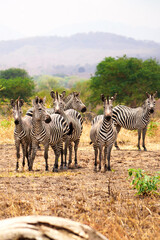 zebras in the serengeti © selcukbulbul