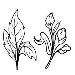 set of Botanical arts. Hand drawn line drawing of abstract flower, floral, rose, tropical leaves, spring and autumn leaf, bouquet of olives