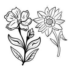 set of Botanical arts. Hand drawn line drawing of abstract flower, floral, rose, tropical leaves, spring and autumn leaf, bouquet of olives