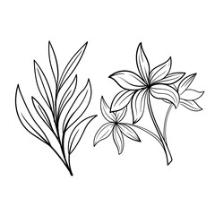 set of Botanical arts. Hand drawn line drawing of abstract flower, floral, rose, tropical leaves, spring and autumn leaf, bouquet of olives