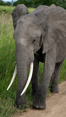 Fototapeta premium elephant in the wild