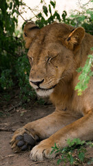 lion in the grass