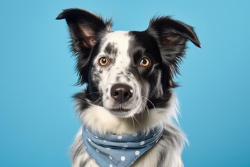 Full-length portrait photography of a cute border collie wearing a bandana against a sky-blue background. With generative AI technology