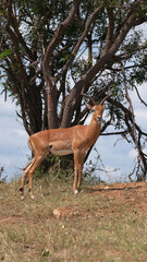 antelope in the forest