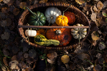 pumpkins in a basket and feet in old shoes.halloween ,autumn background