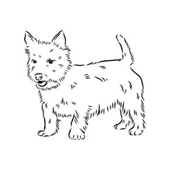 Decorative outline portrait of Dog Australian Terrier, vector