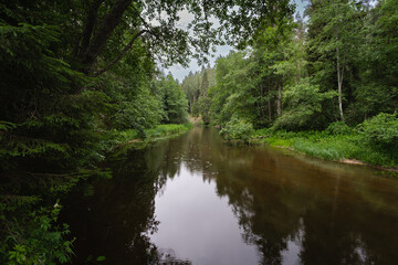 Fototapeta na wymiar Forest river Valge on a cloudy summer day.